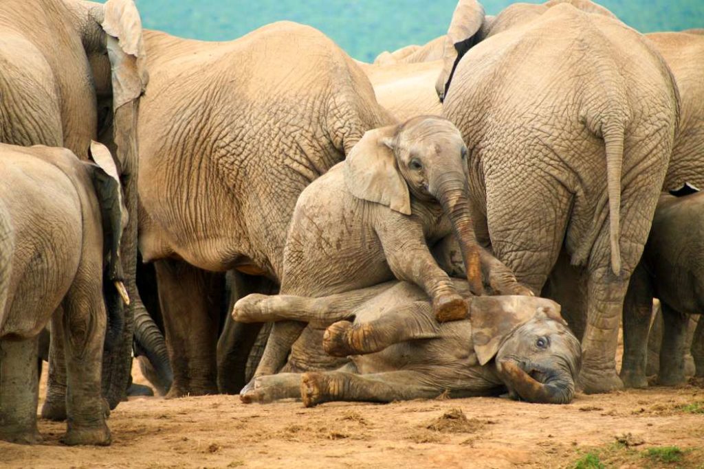 Group of wild elephants in South Africa